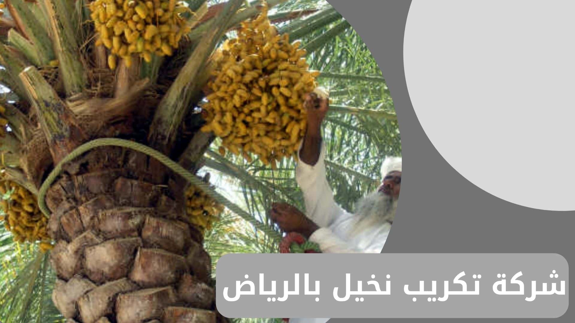 شركة تكريب نخيل بالرياض