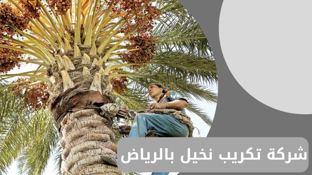 شركة تكريب نخيل بالرياض