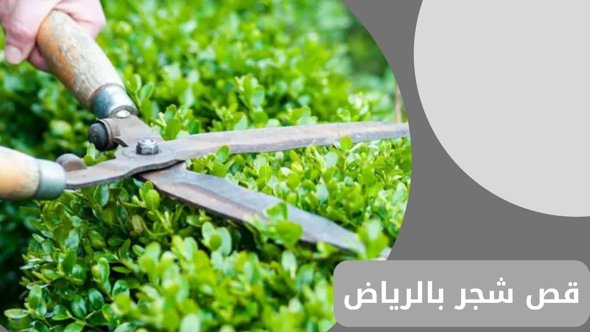 قص شجر بالرياض